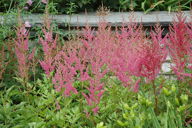 Visions in Pink Chinese Astilbe (Astilbe chinensis 'Visions in Pink') at Hicks Nurseries