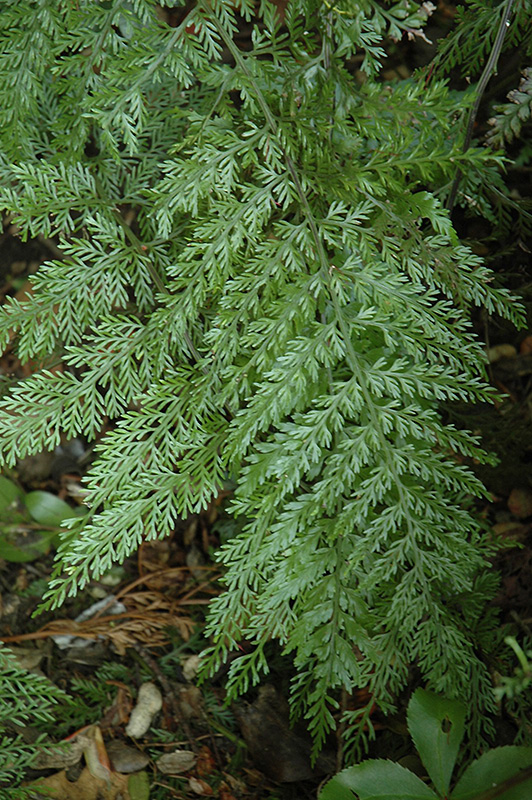 Hen and Chicken Fern (Asplenium bulbiferum) in Long Island Westbury