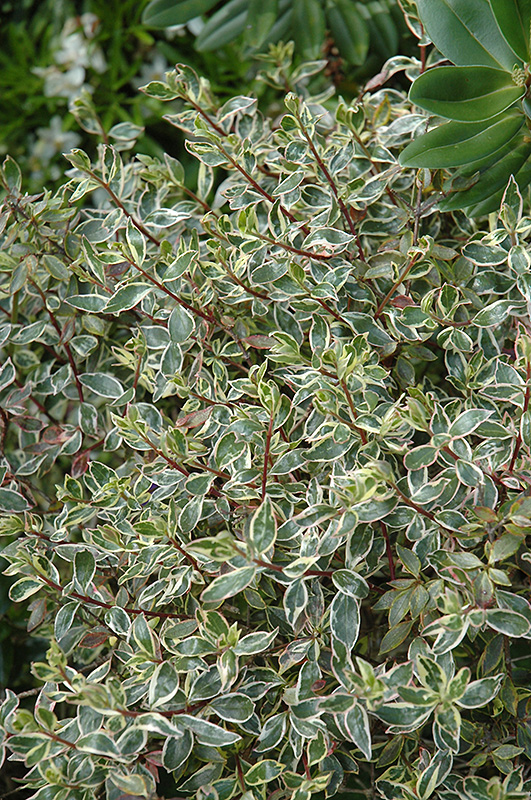 Silver Anniversary Glossy Abelia (Abelia x grandiflora 'Panache') at Hicks Nurseries