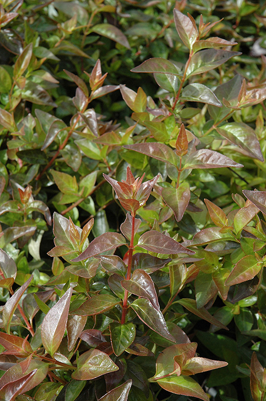 Edward Goucher Abelia (Abelia x grandiflora 'Edward Goucher') at Hicks Nurseries