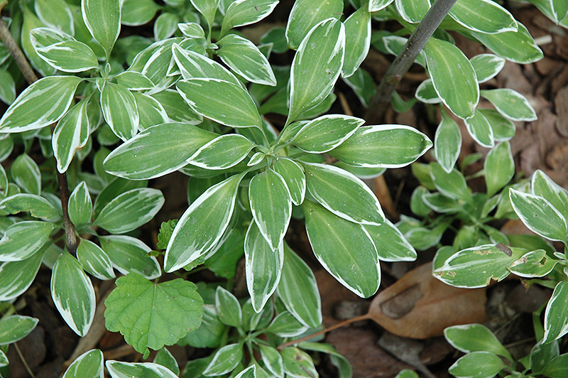 Variegated Parrot Feather Alstroemeria Psittacina Variegata In Variegated Parrot Feather Alstroemeria Psittacina Variegata At Hicks Nurseries