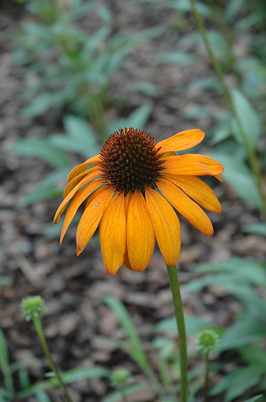 Tiki Torch Coneflower Echinacea In Long Island Tiki Torch Coneflower Echinacea At Hicks Nurseries