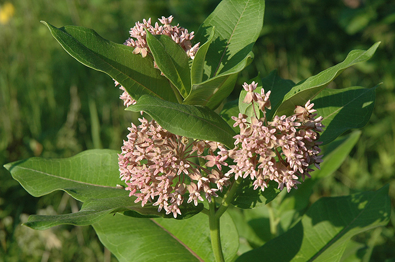 Common Milkweed Asclepias Syriaca In Long Island Westbury Nau Common Milkweed Asclepias Syriaca At Hicks Nurseries