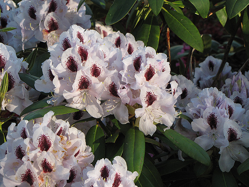 Calsap Rhododendron (Rhododendron 'Calsap') at Hicks Nurseries