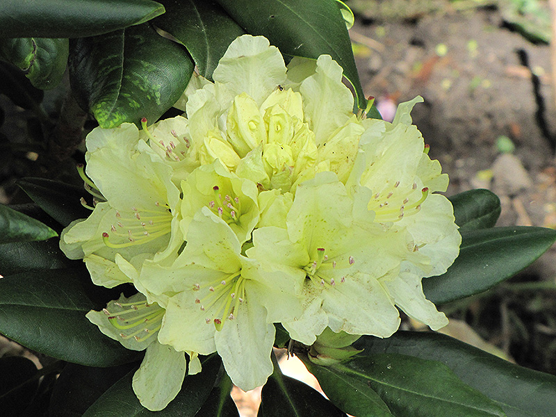 Capistrano Rhododendron (Rhododendron 'Capistrano') at Hicks Nurseries
