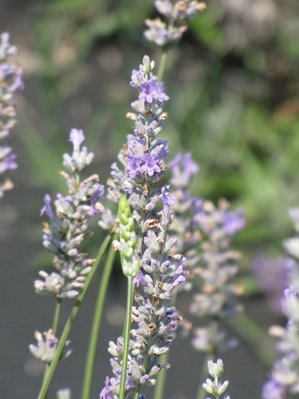 Provence Lavender (Lavandula x intermedia 'Provence') at Hicks Nurseries