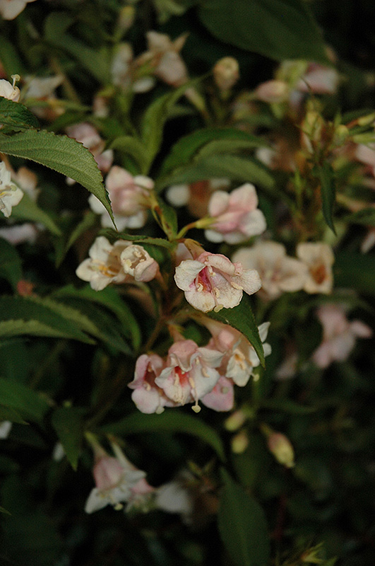 Sunny Anniversary Abelia (Abelia x grandiflora 'Minduo1') at Hicks Nurseries