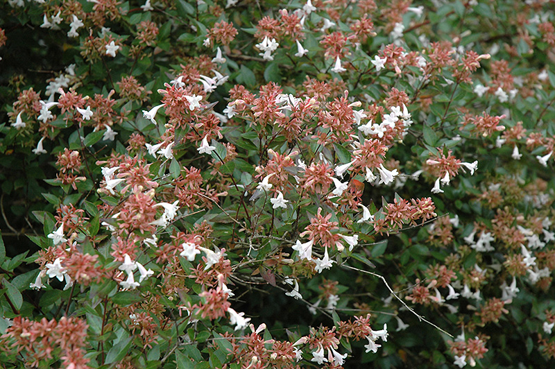 Glossy Abelia (Abelia x grandiflora) at Hicks Nurseries