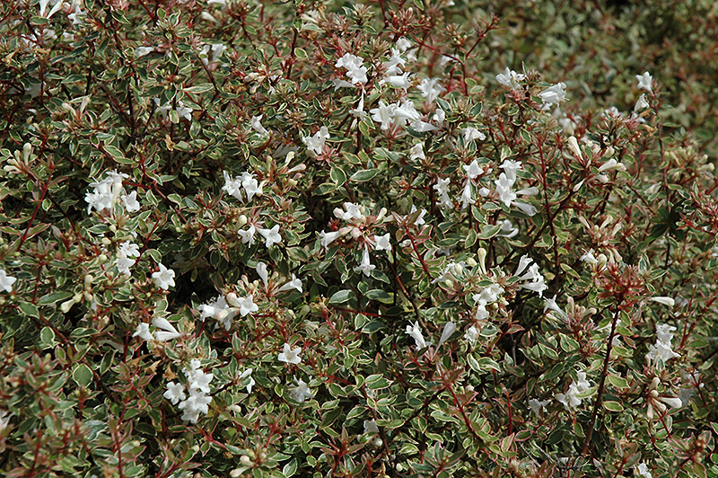 Silver Anniversary Glossy Abelia (Abelia x grandiflora 'Panache') at Hicks Nurseries