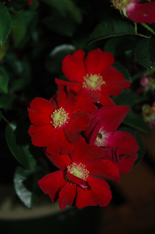 Flower Carpet Red Rose (Rosa 'Flower Carpet Red') at Hicks Nurseries
