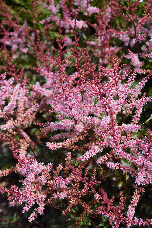 Delft Lace Astilbe (Astilbe 'Delft Lace') at Hicks Nurseries