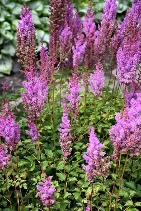 Purple Candles Astilbe (Astilbe chinensis 'Purple Candles') at Hicks Nurseries