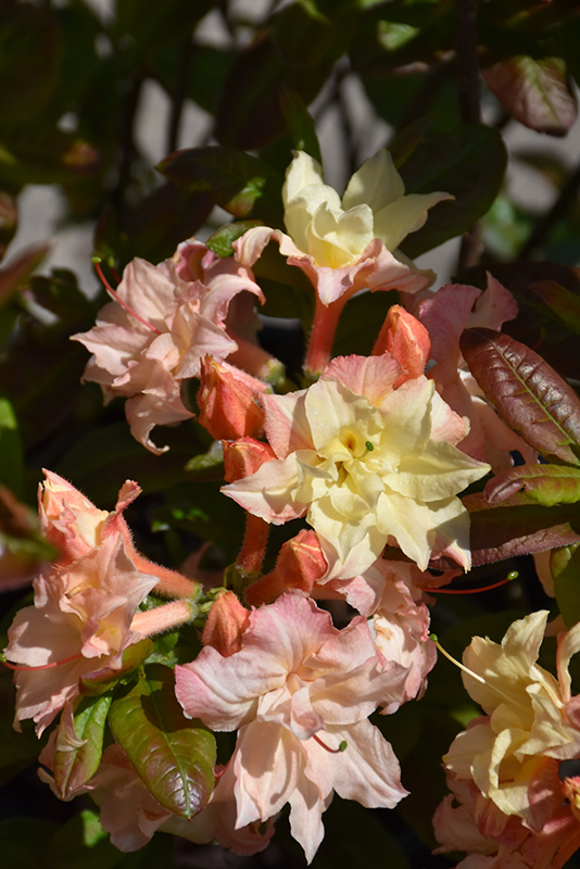 Cannon's Double Azalea (Rhododendron 'Cannon's Double') at Hicks Nurseries