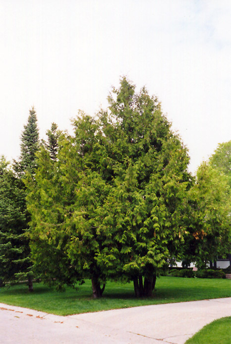 Arborvitae (Thuja occidentalis) at Hicks Nurseries