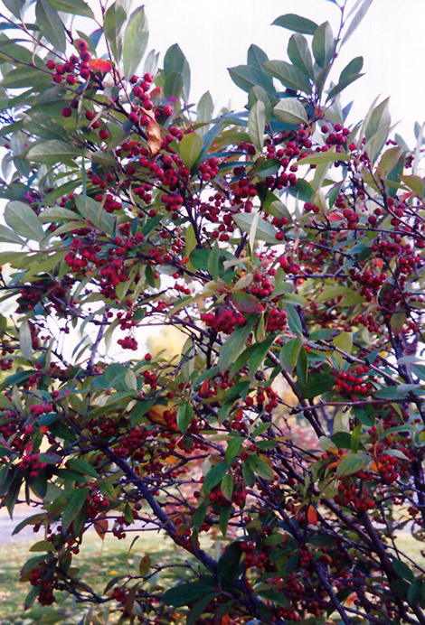 Red Chokeberry (Aronia arbutifolia) at Hicks Nurseries