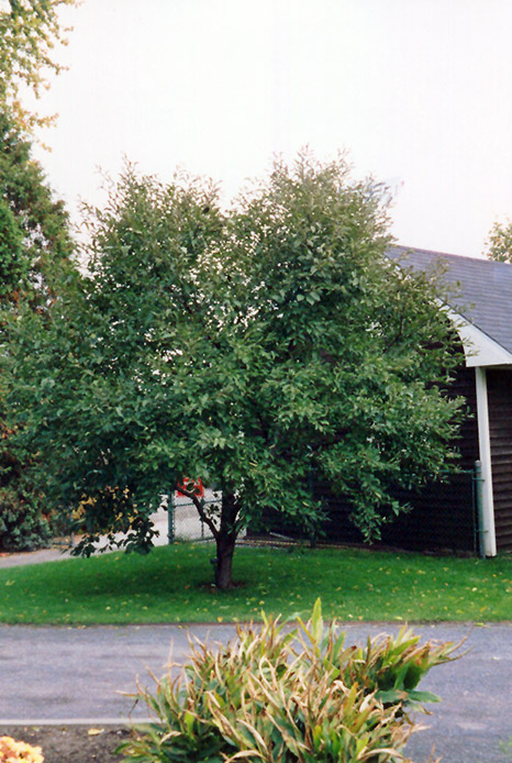 Montmorency Cherry (Prunus 'Montmorency') at Hicks Nurseries