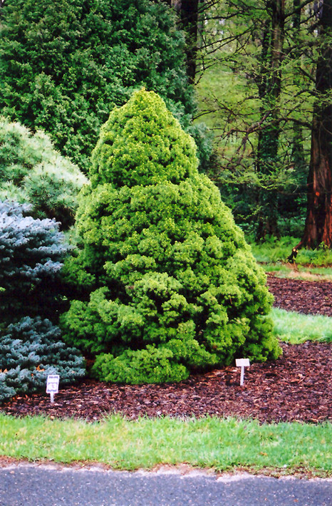 Dwarf Alberta Spruce (Picea glauca 'Conica') at Hicks Nurseries