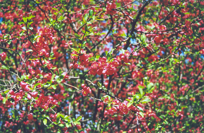 Common Flowering Quince (Chaenomeles speciosa) at Hicks Nurseries