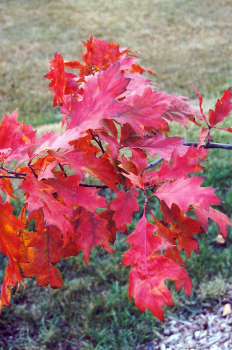Red Oak (Quercus rubra) at Hicks Nurseries