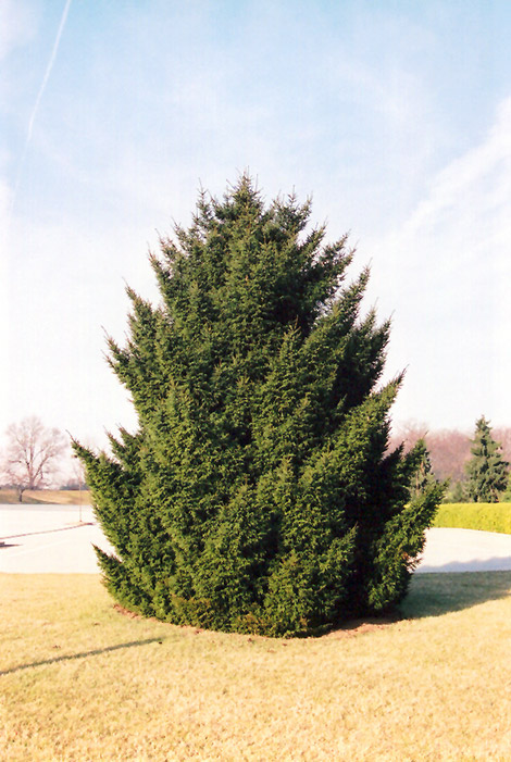 Oriental Spruce (Picea orientalis) at Hicks Nurseries