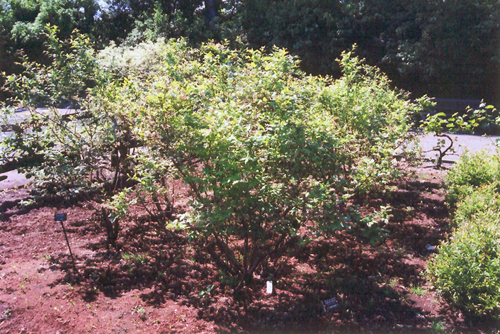Northland Blueberry (Vaccinium corymbosum 'Northland') at Hicks Nurseries