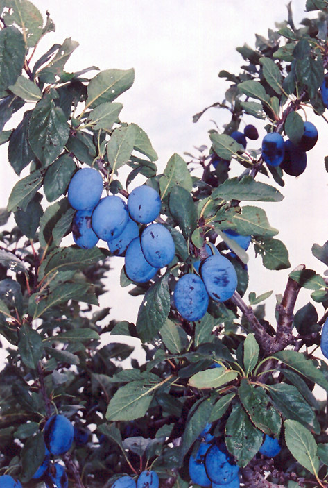 Damson Plum (Prunus 'Damson') at Hicks Nurseries