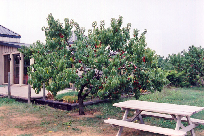 Hardired Nectarine (Prunus persica var. nucipersica 'Hardired') at Hicks Nurseries
