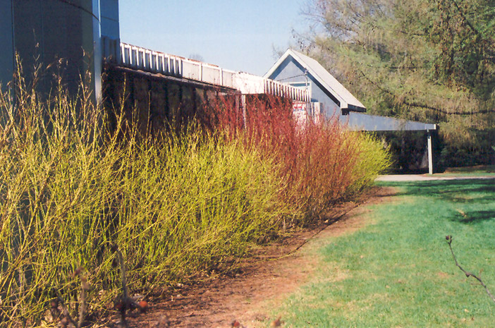 Yellow Twig Dogwood (Cornus sericea 'Flaviramea') at Hicks Nurseries