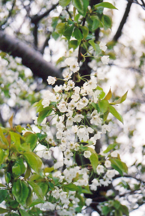 Sweet Cherry (Prunus avium) at Hicks Nurseries
