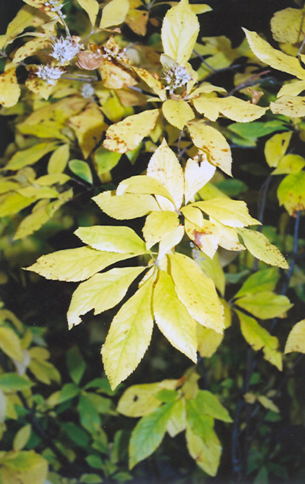 Summersweet (Clethra alnifolia) at Hicks Nurseries
