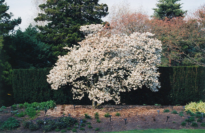 Star Magnolia (Magnolia stellata) at Hicks Nurseries