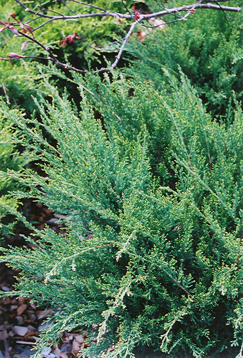 Sea Green Juniper (Juniperus chinensis 'Sea Green') at Hicks Nurseries