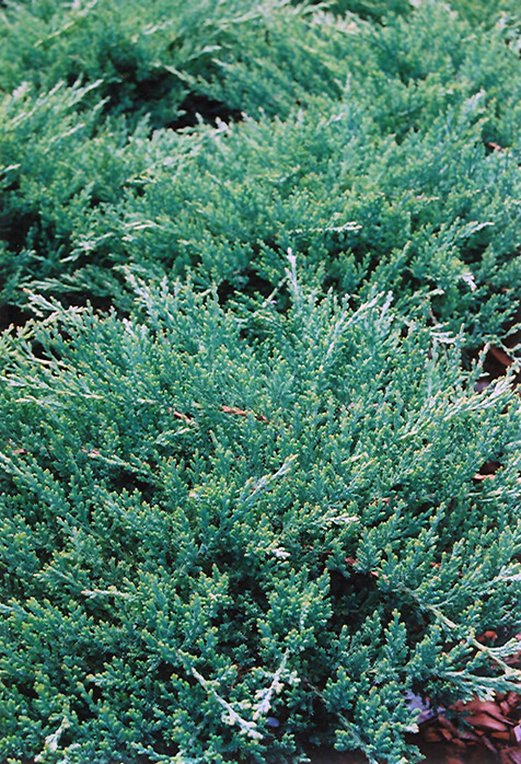 Sargent's Juniper (Juniperus chinensis 'var. sargentii') at Hicks Nurseries