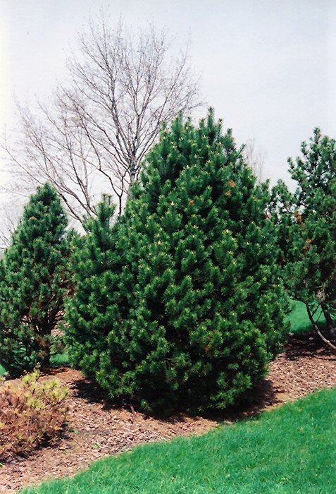 Gnom Mugo Pine (Pinus mugo 'Gnom') at Hicks Nurseries