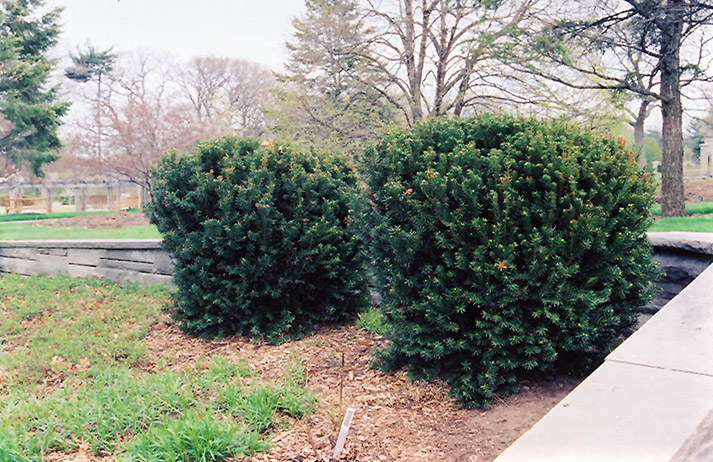 Hill's Yew (Taxus x media 'Hillii') at Hicks Nurseries