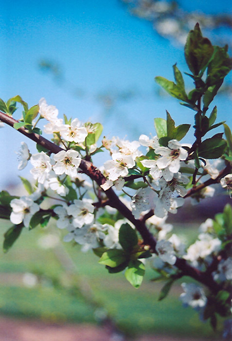 Shiro Plum (Prunus 'Shiro') at Hicks Nurseries