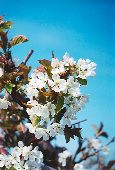 Bing Cherry (Prunus avium 'Bing') at Hicks Nurseries