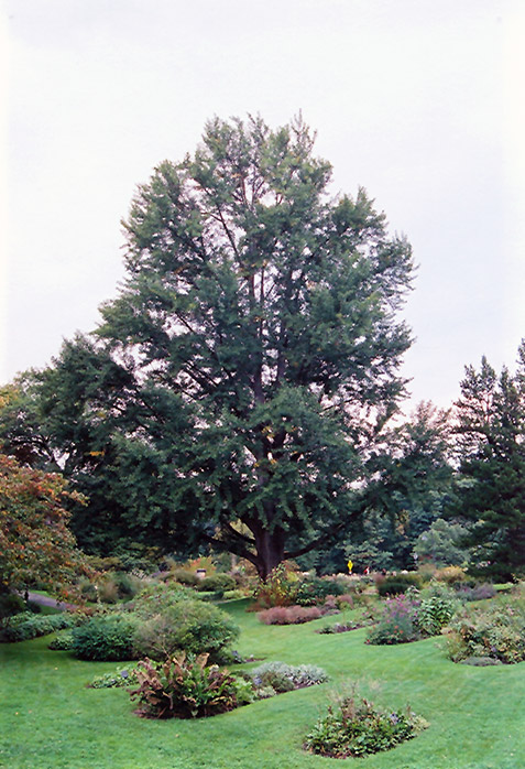 Ginkgo (Ginkgo biloba) in Long Island Westbury Nassau County Jericho