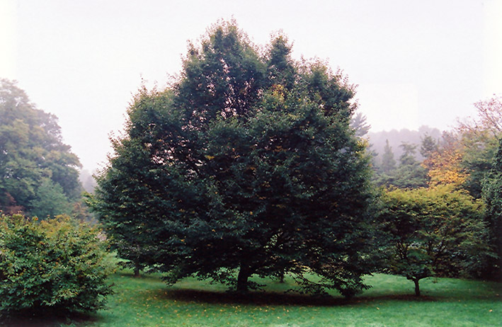 European Hornbeam (Carpinus betulus) at Hicks Nurseries