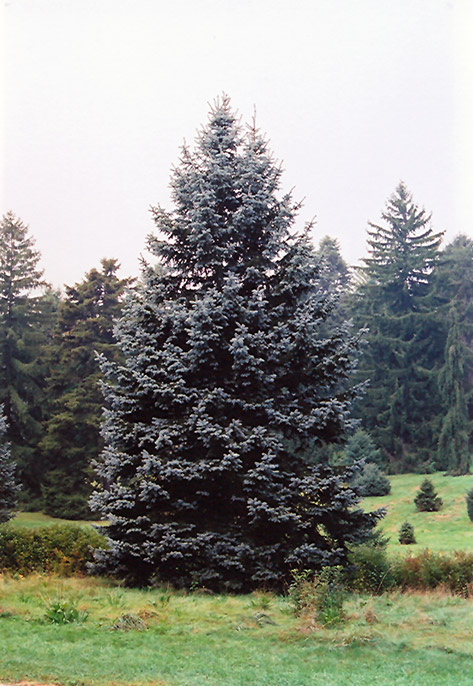 Hoopsii Blue Spruce (Picea pungens 'Hoopsii') at Hicks Nurseries