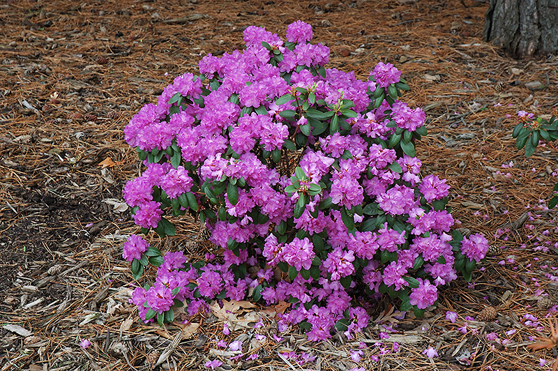 Compact P.J.M. Rhododendron (Rhododendron 'P.J.M. Compact') at Hicks Nurseries