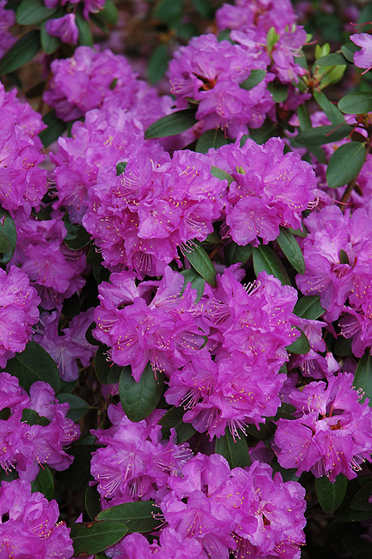 Compact P.J.M. Rhododendron (Rhododendron 'P.J.M. Compact') at Hicks Nurseries