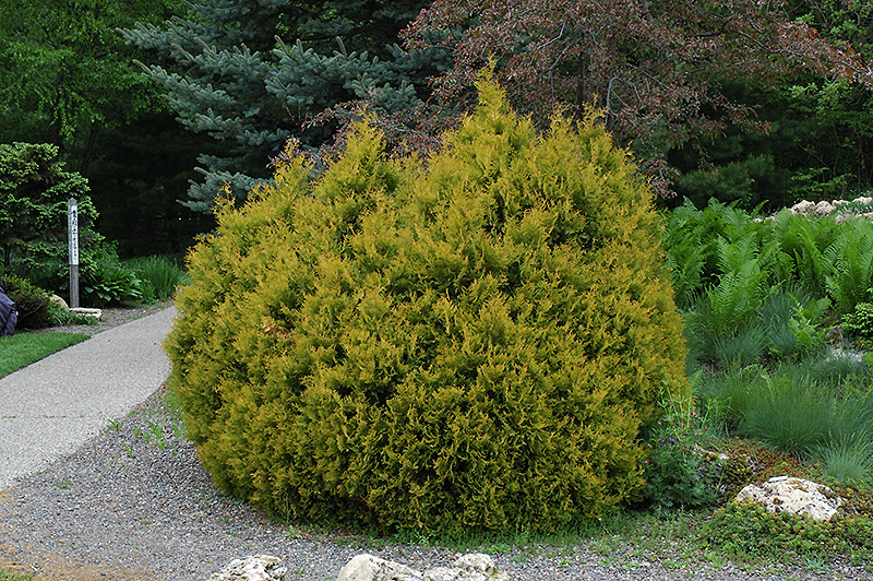 Rheingold Arborvitae (Thuja occidentalis 'Rheingold') at Hicks Nurseries