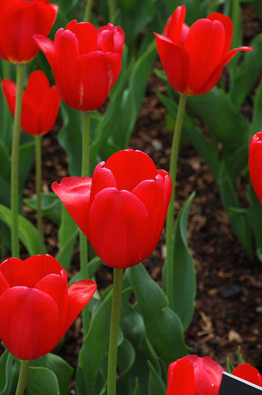 Hollandia Tulip (Tulipa 'Hollandia') at Hicks Nurseries