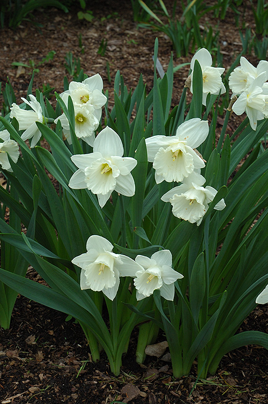 Mount Hood Daffodil (Narcissus 'Mount Hood') at Hicks Nurseries
