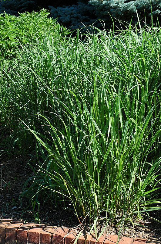Switch Grass (Panicum virgatum) at Hicks Nurseries