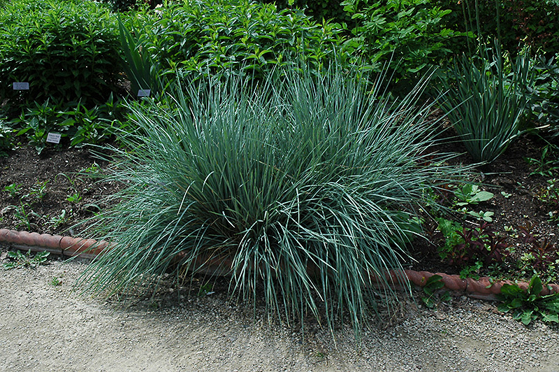 Blue Oat Grass (Helictotrichon sempervirens) at Hicks Nurseries