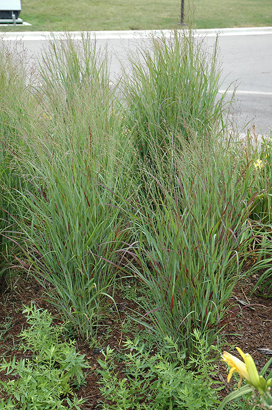 Shenandoah Reed Switch Grass (Panicum virgatum 'Shenandoah') at Hicks Nurseries