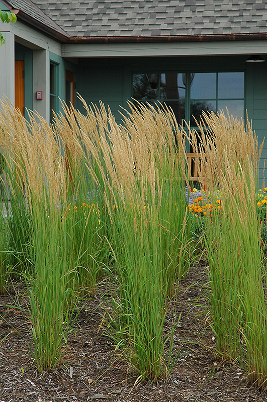 Karl Foerster Reed Grass (Calamagrostis x acutiflora 'Karl Foerster') at Hicks Nurseries