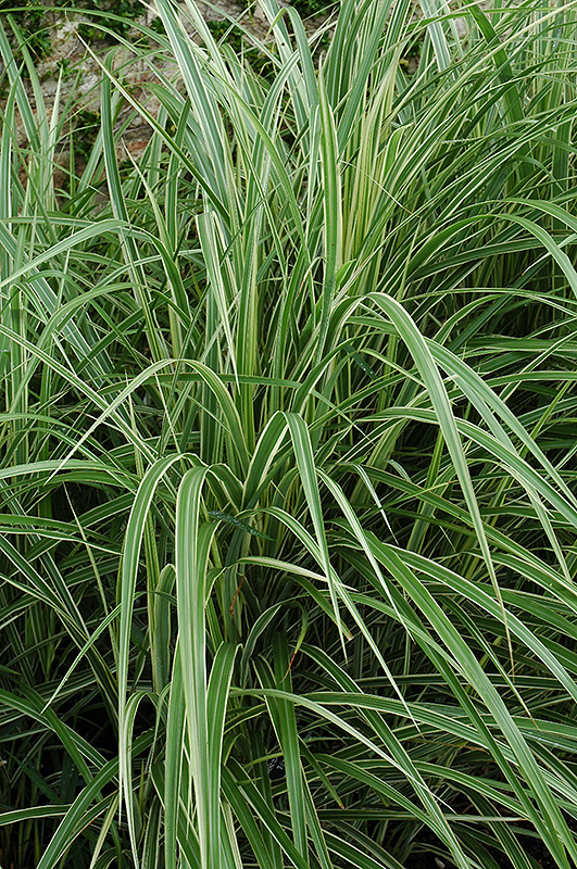 Variegated Silver Grass (Miscanthus sinensis 'Variegatus') at Hicks Nurseries